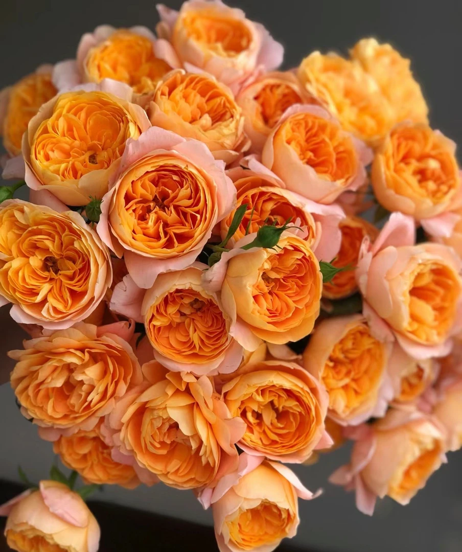 新手必备【果汁阳台】橙色多头浓香开花机器好养阳台庭院月季