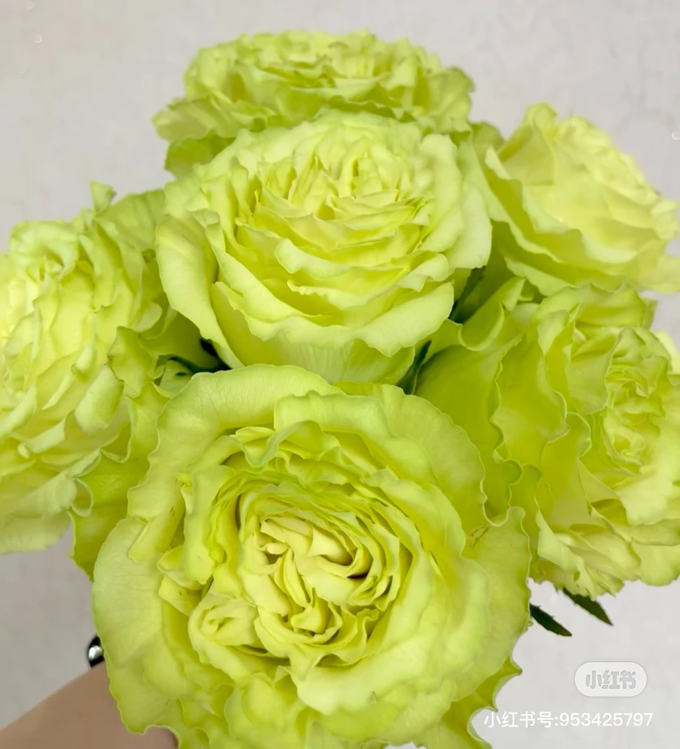 新品绿色切花【柠檬水】绿色高酒杯大切花大花径