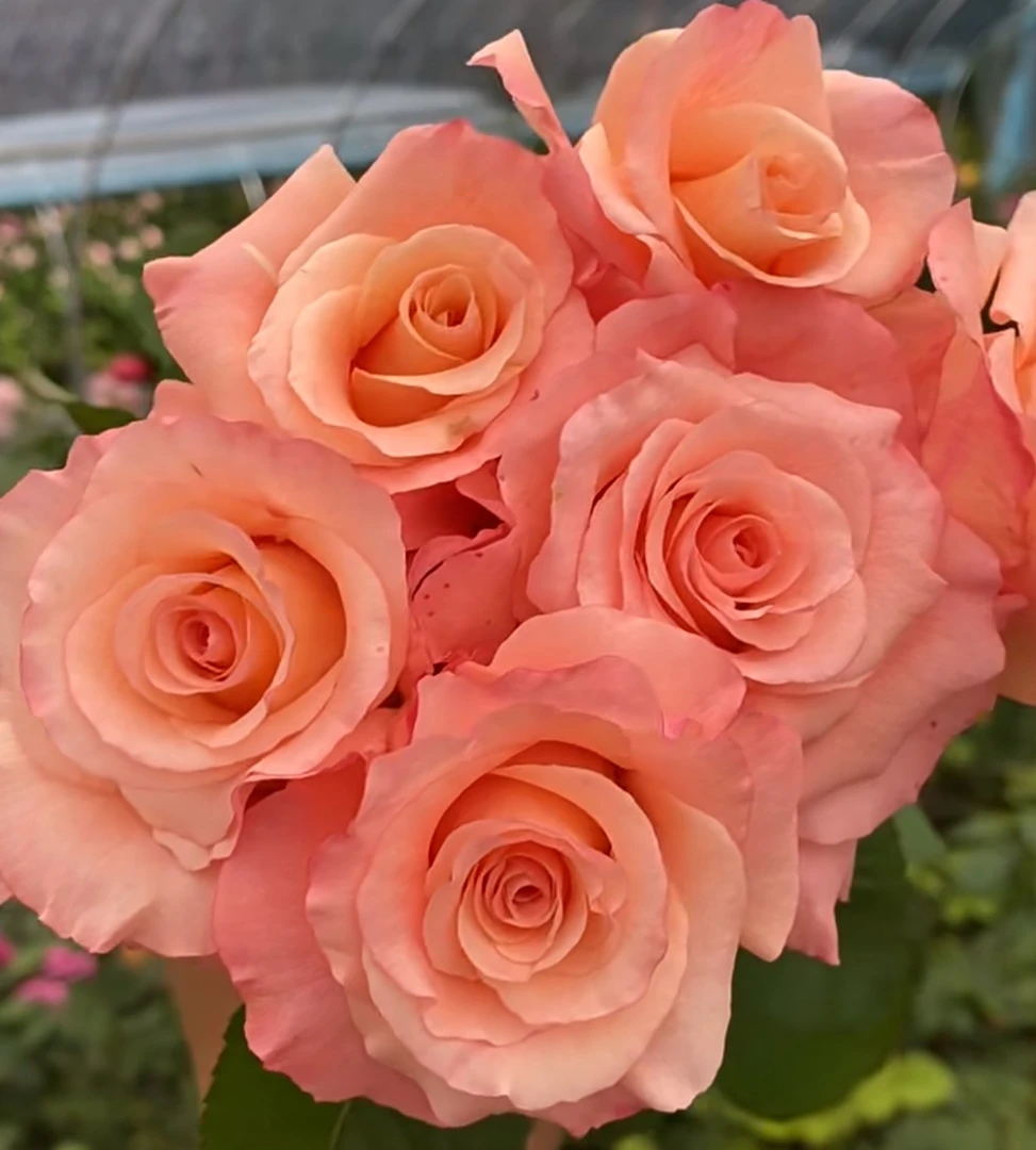 超新品切花【粉衬裙】粉色高杯大切花阳台庭院月季