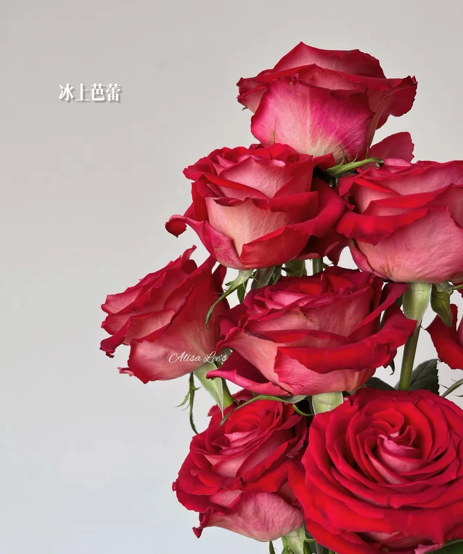 超新品切花【冰上芭蕾】复古红色高杯大切花阳台庭院月季