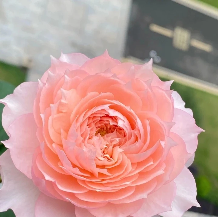 【莫妮卡戴维】粉色带美人尖大花浓香丰花勤花月季