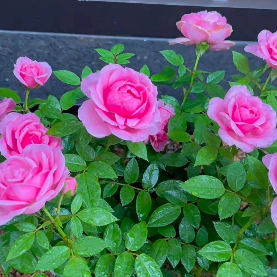 【淑女】粉色多头的勤花丰花阳台庭院月季
