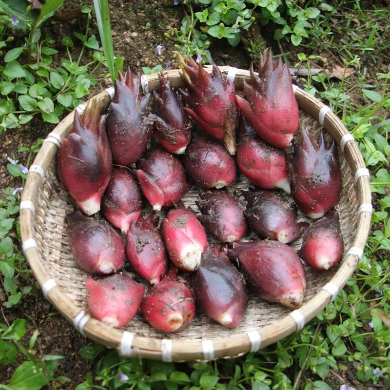 【徽农兄弟】新鲜阳荷姜当天现挖