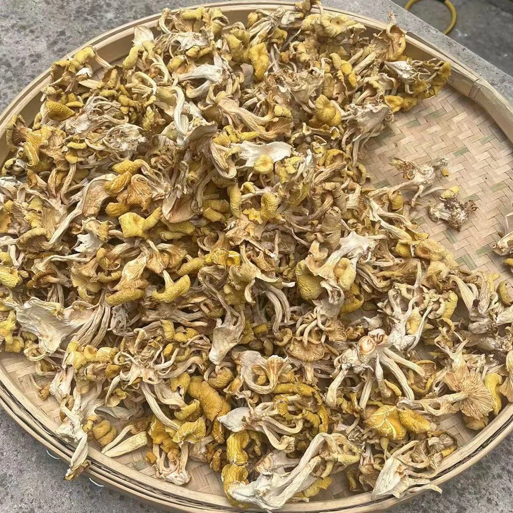 高山 农家 鸡油菌