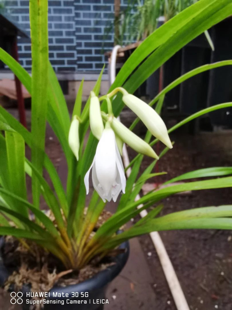 健康无毛病棕根大雪兰（资源苗）