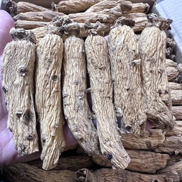 【山芝宝】大力参，太极参东洋参 老货原枝