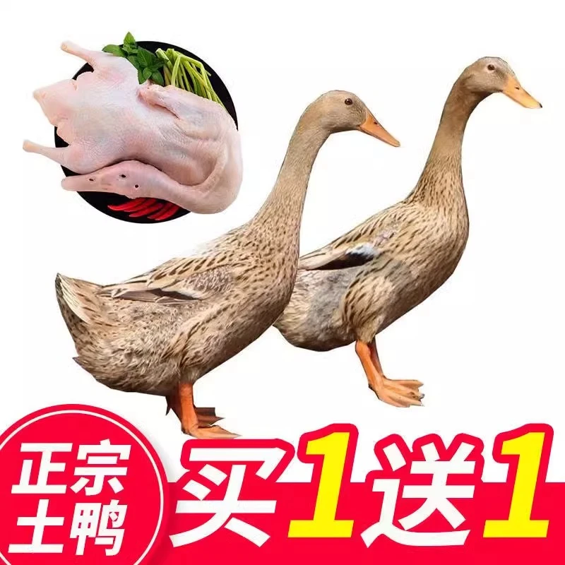 【买一发二】农家散养土鸭子顺丰带箱5.5斤无鸭掌无内脏带翅根