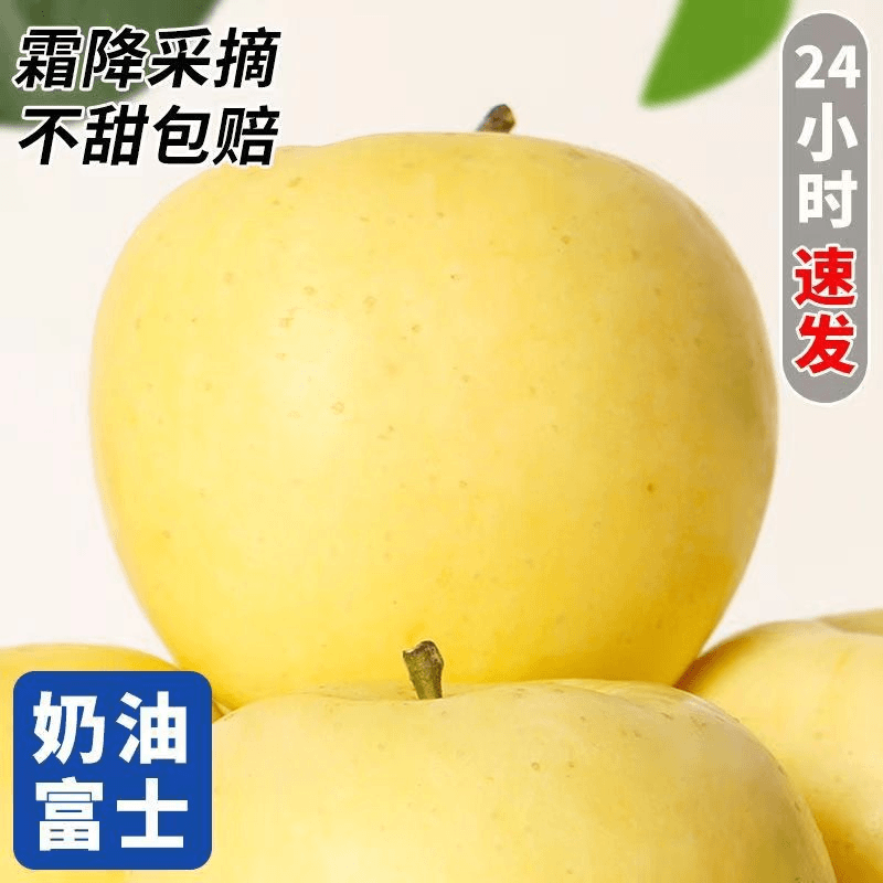 山东烟台黄金奶油富士维纳斯 现摘现发黄金苹果 产地直发脆甜应季