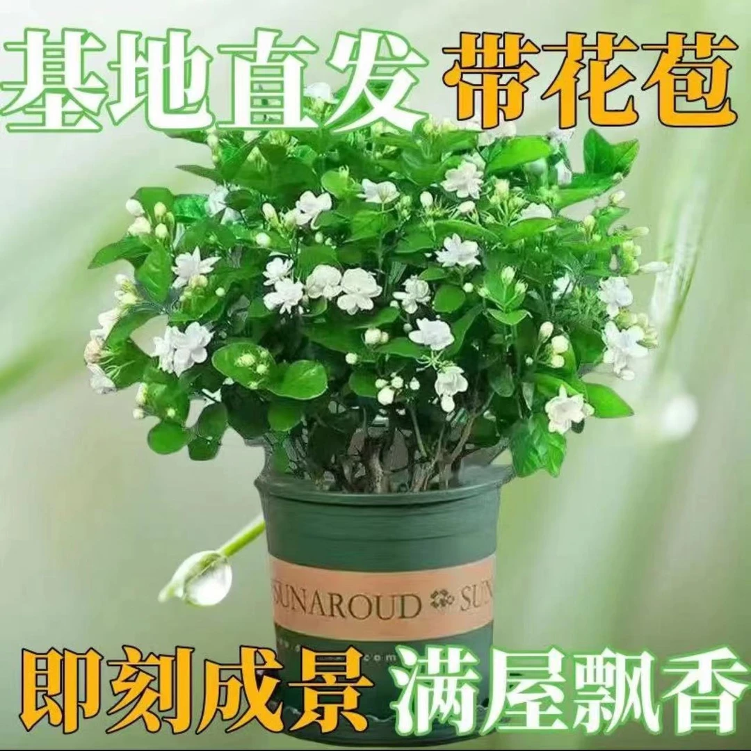 重瓣茉莉花盆栽浓香型带花苞带盆驱蚊绿植花卉室内阳台净化空气