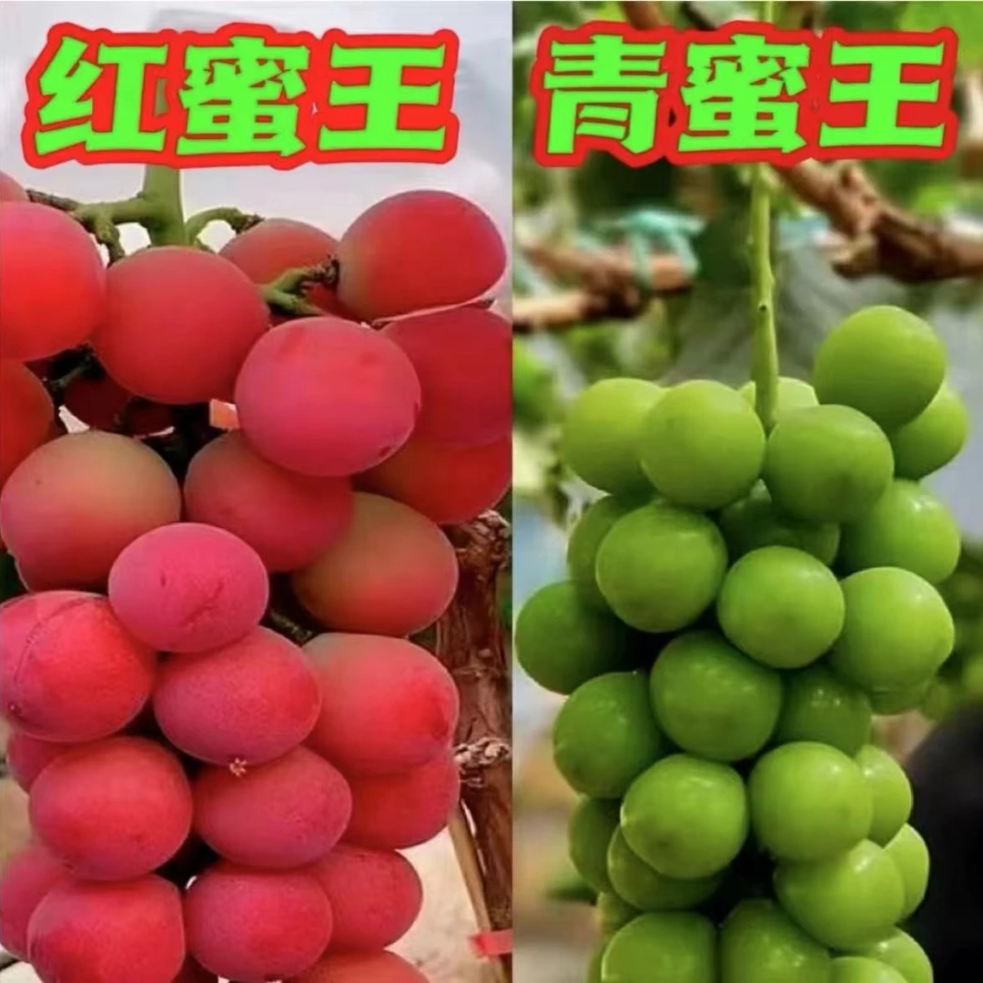 爬藤王新品种无核葡萄苗阳光玫瑰妮娜皇后巨峰藤稔葡萄树苗