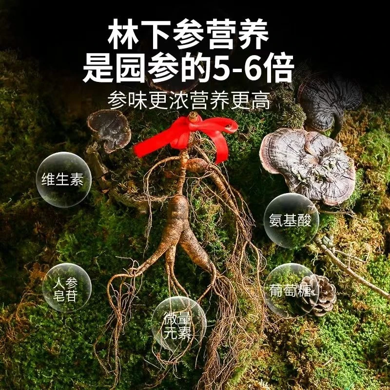 SACEIS/森驰东北长白山 人参 野山参 小飞籽 放山参 新鲜林下参