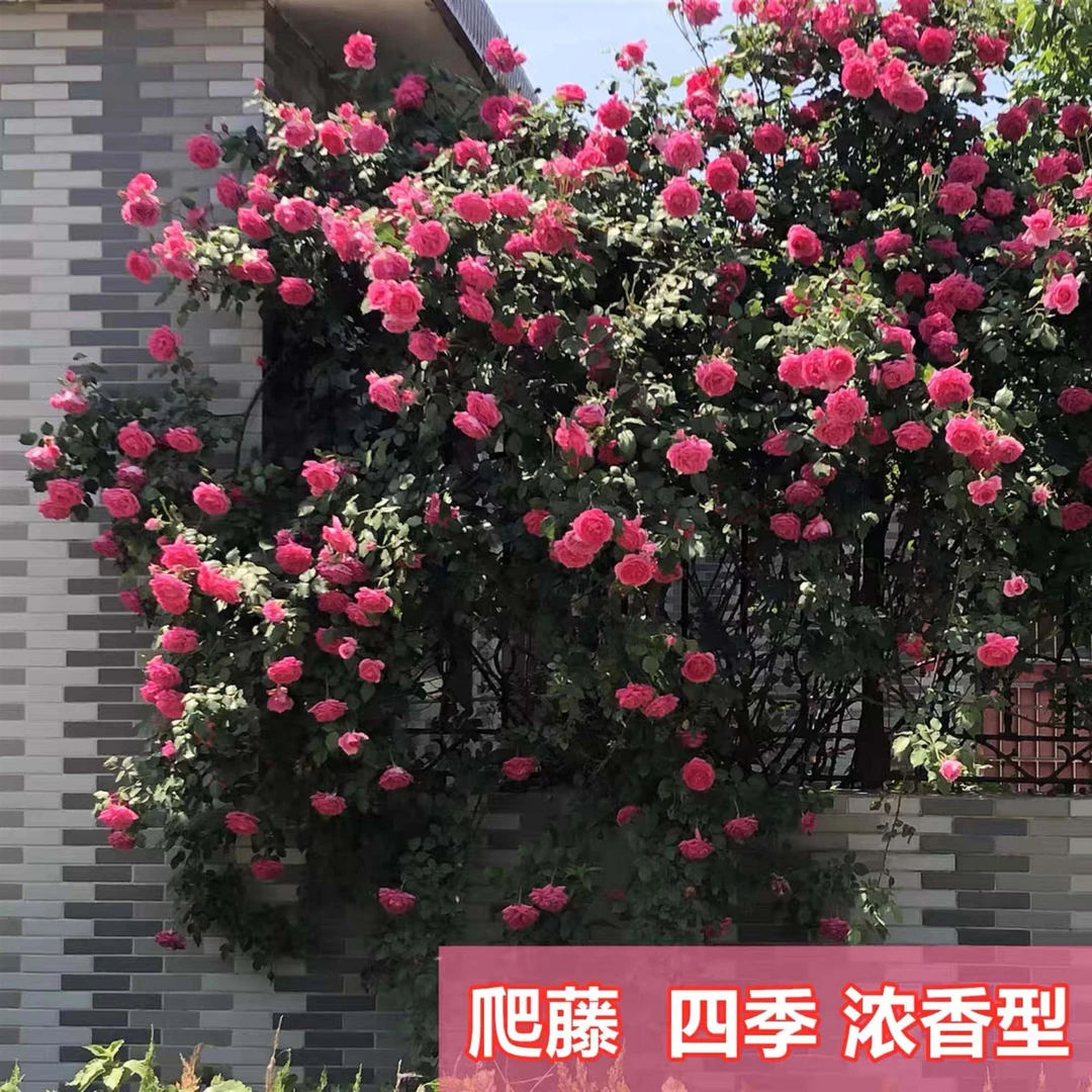 粉色爬藤爬藤花绿植月季大游型大花庭院植物（带土发货）蔷薇花玫瑰