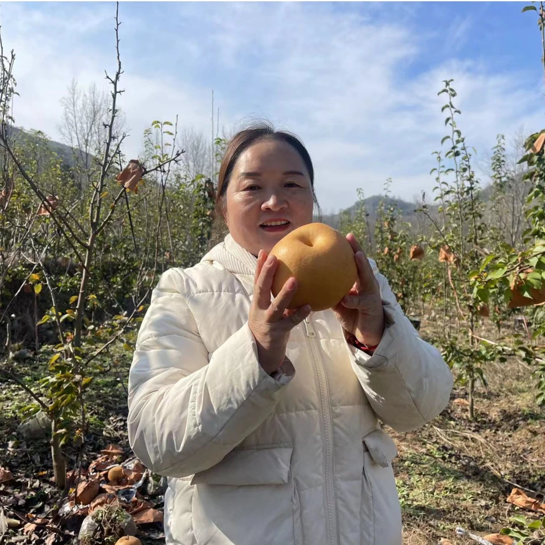 洛宁金果梨 一果四味 脆甜清香 金果梨