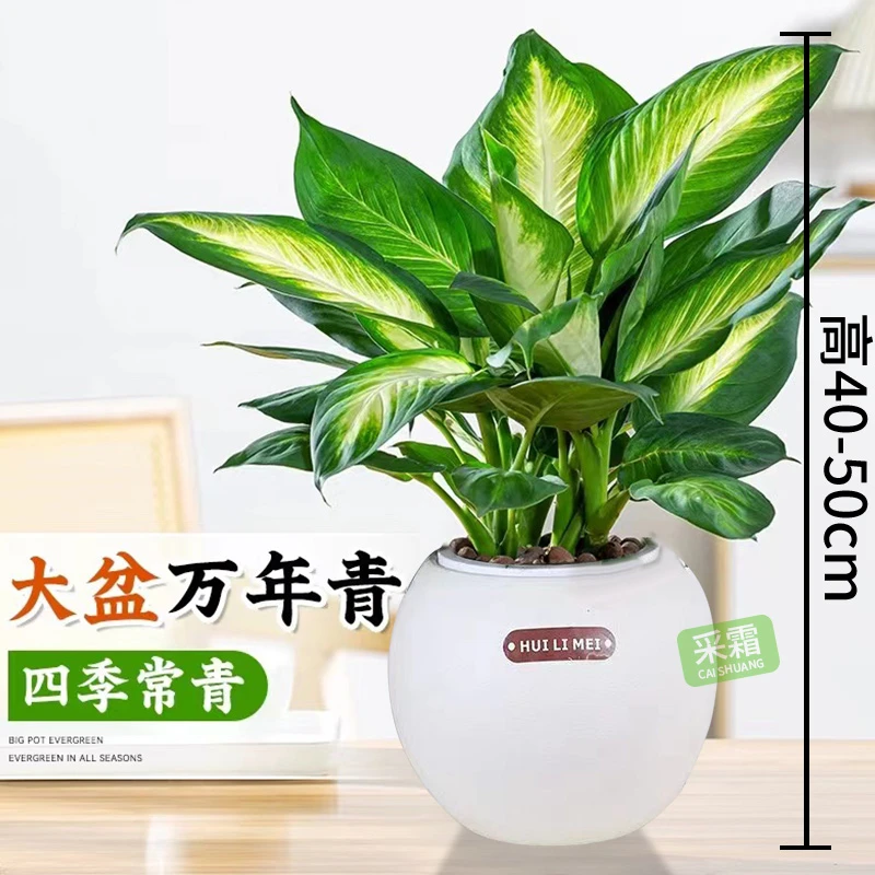 采霜玛丽安万年青大盆栽室内植物客厅办公室绿植旺宅花卉四季好养