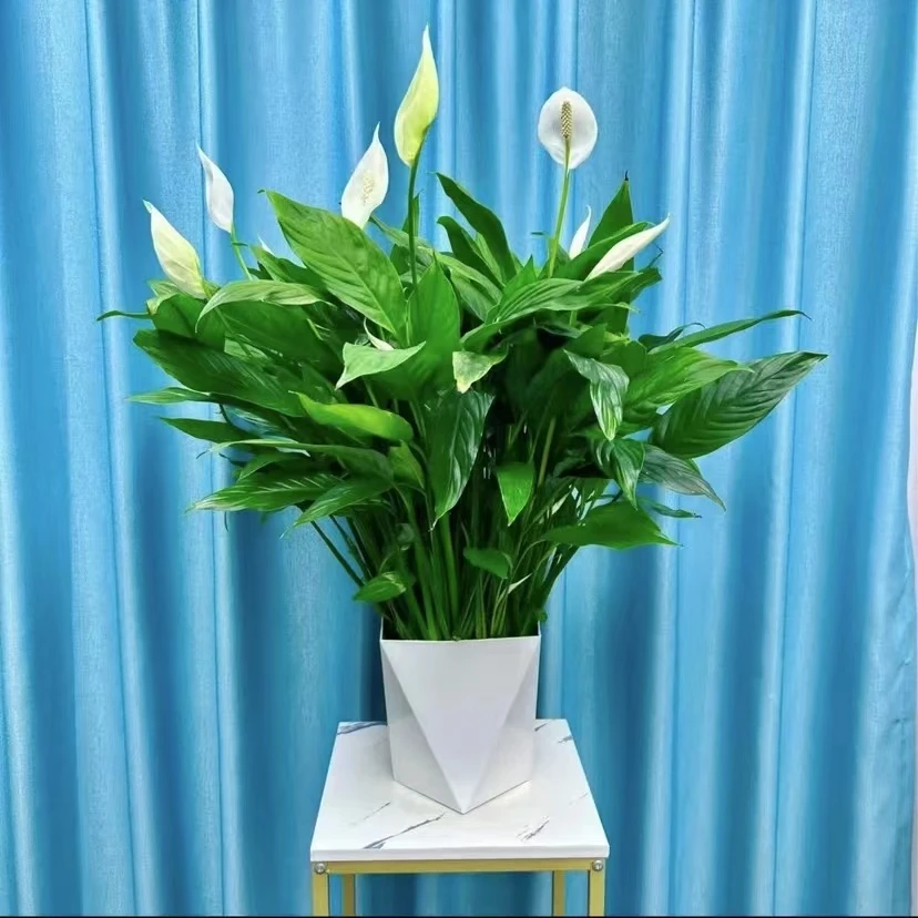 大盆白掌一帆风顺绿植盆栽花卉室内外好养易活新房净化空气吸甲醛