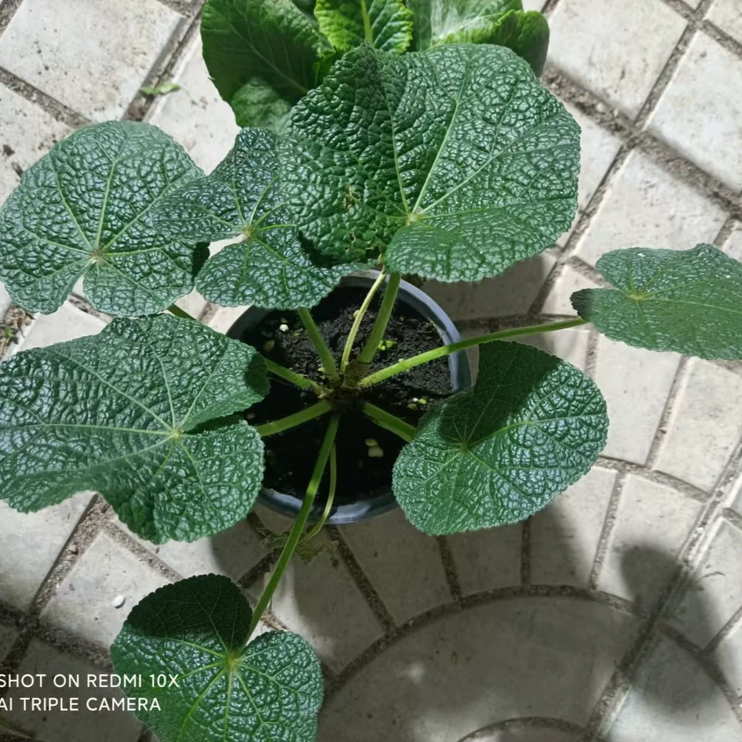 （于掌柜家的）各种盆花，草花，花苗分享