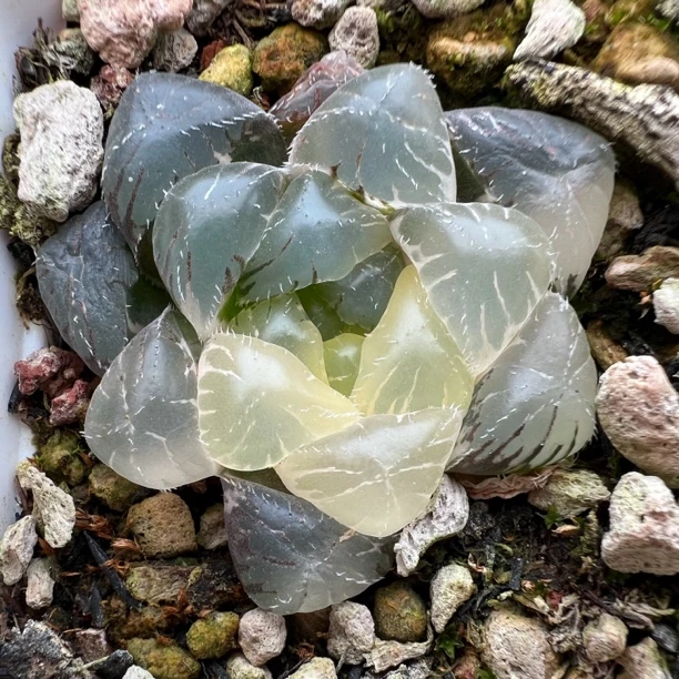 [柏实花园]多肉植物十二卷实生玉露锦 极上斑 挑大先发满一百包邮