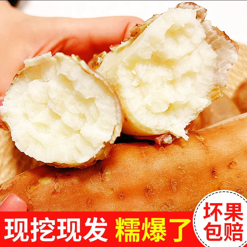 【小时候的味道】山东哈密白薯正宗沙土地种植蒸煮白薯细腻软糯白薯