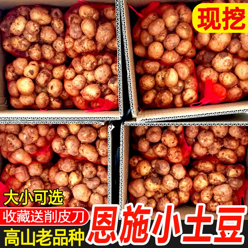 黄心土豆湖北恩施小土豆老品种马尔科农家新鲜好吃迷你高山洋芋
