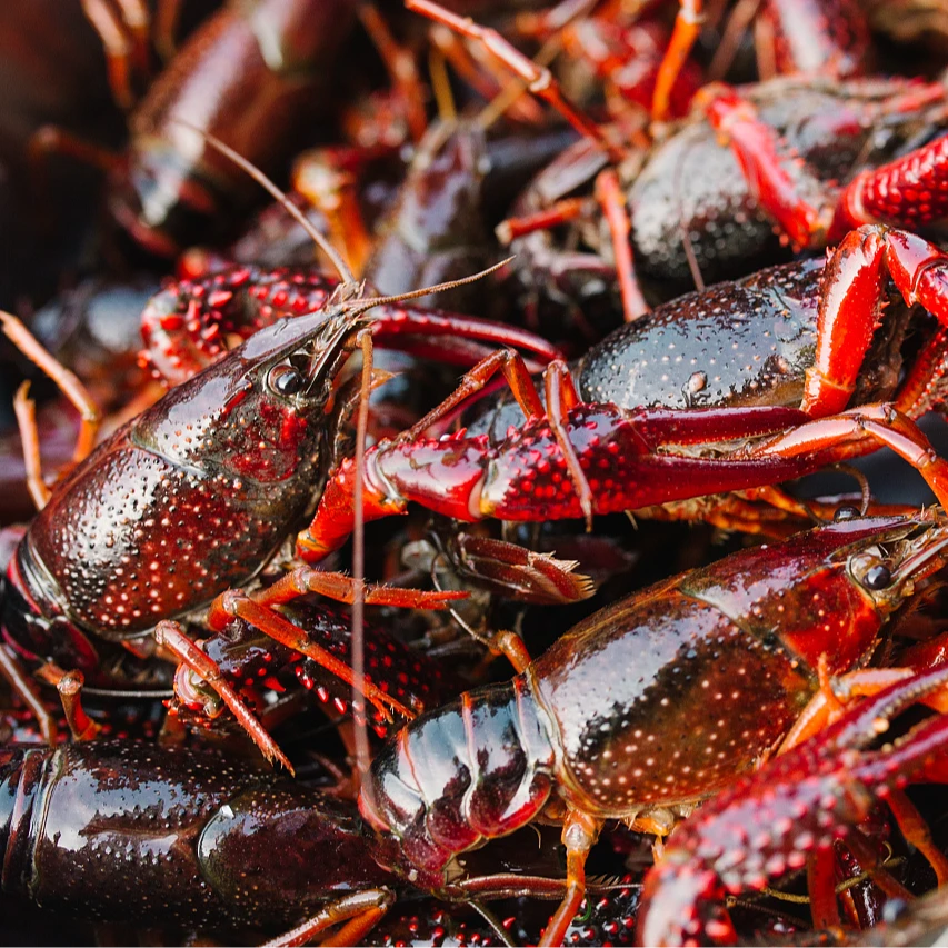 1斤 鲜活小龙虾（大青）每只28-40克（全武汉1-2小时送货上门）