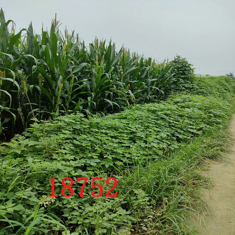 主播直播背景布3d立体高清农家院乡村菜园地头风景直播装饰背景墙