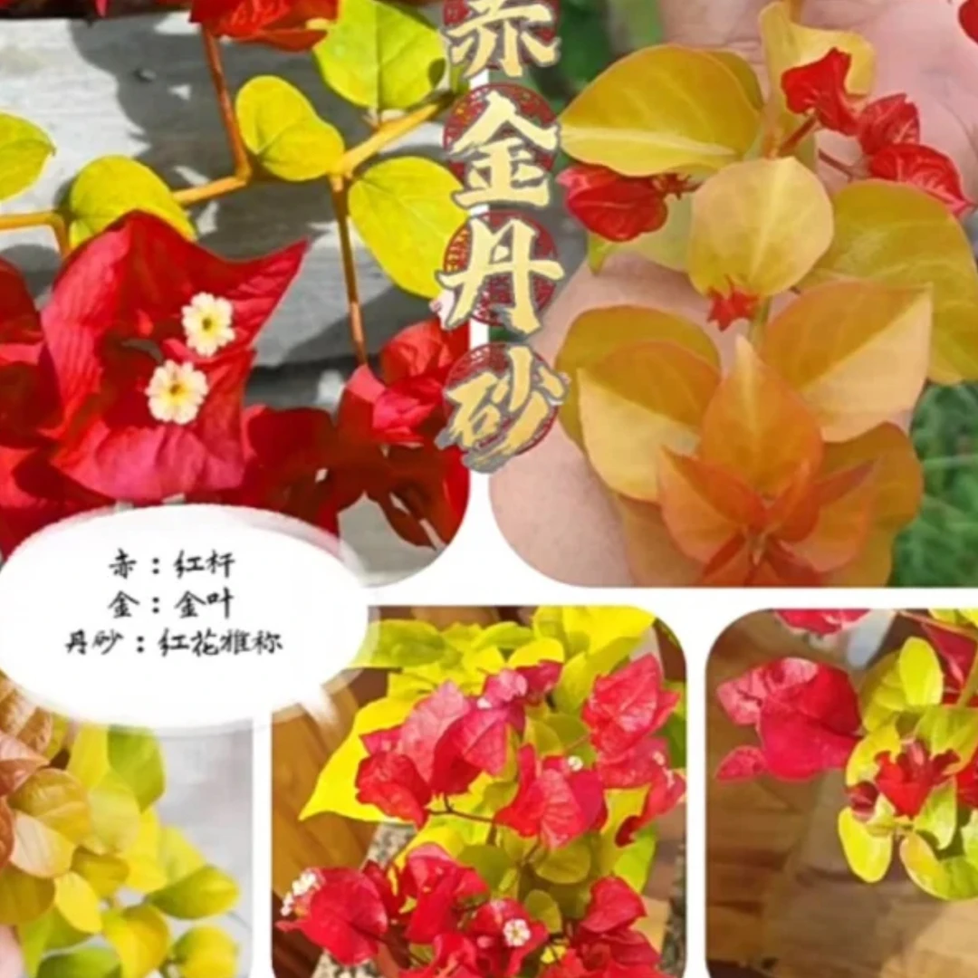 三角梅超新品直播阿达凤凰哪吒奇特拉橙口红三色马斯日落等品种花
