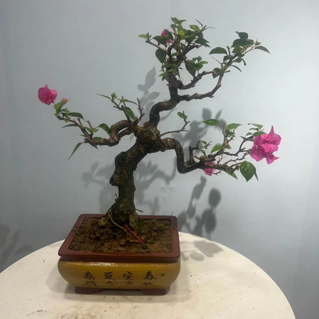 晨睿精品盆景老桩三角梅四季同安红