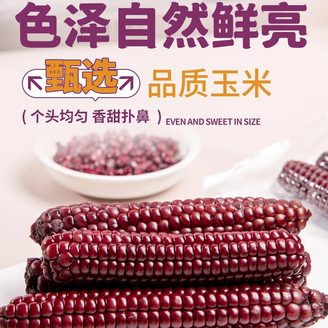 西双版纳紫拇指玉米甜糯玉米 普箱装 精选A级果非转基因云南特产