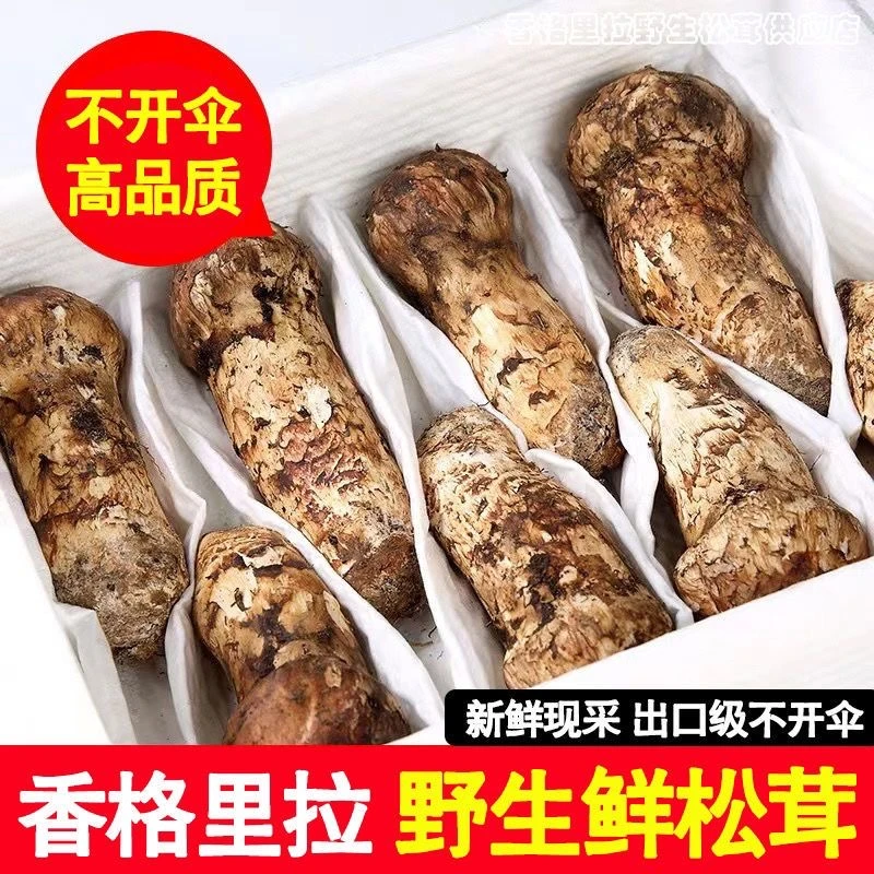 松茸香格里拉云南产地刺身松露野生自然生长大山滋味