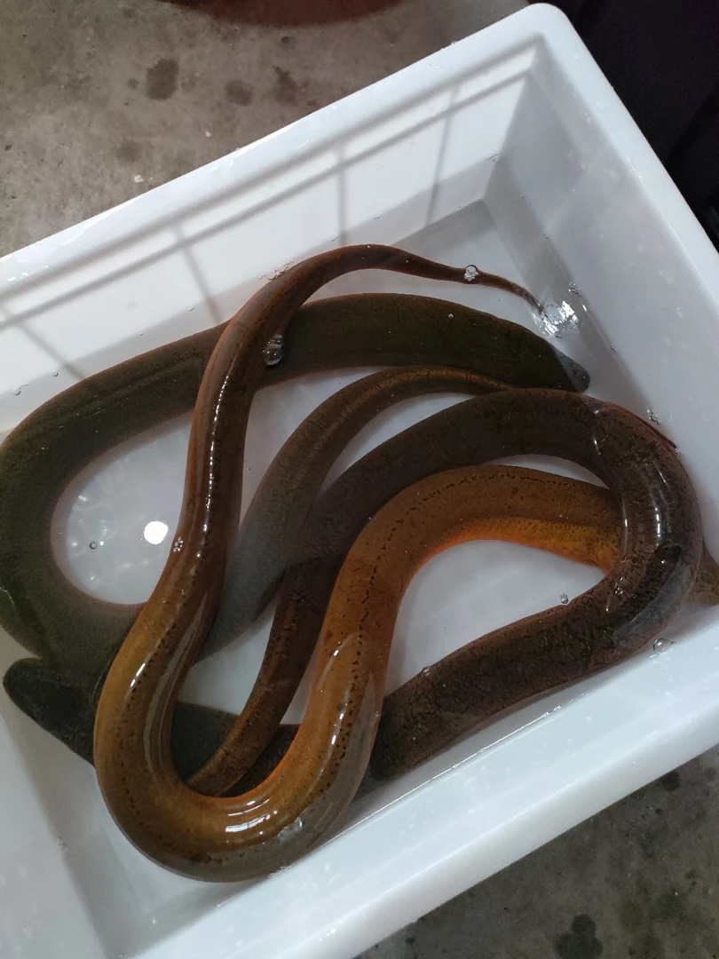 苏区小梁精选原生态特大自然生长黄鳝1.5以上需预订