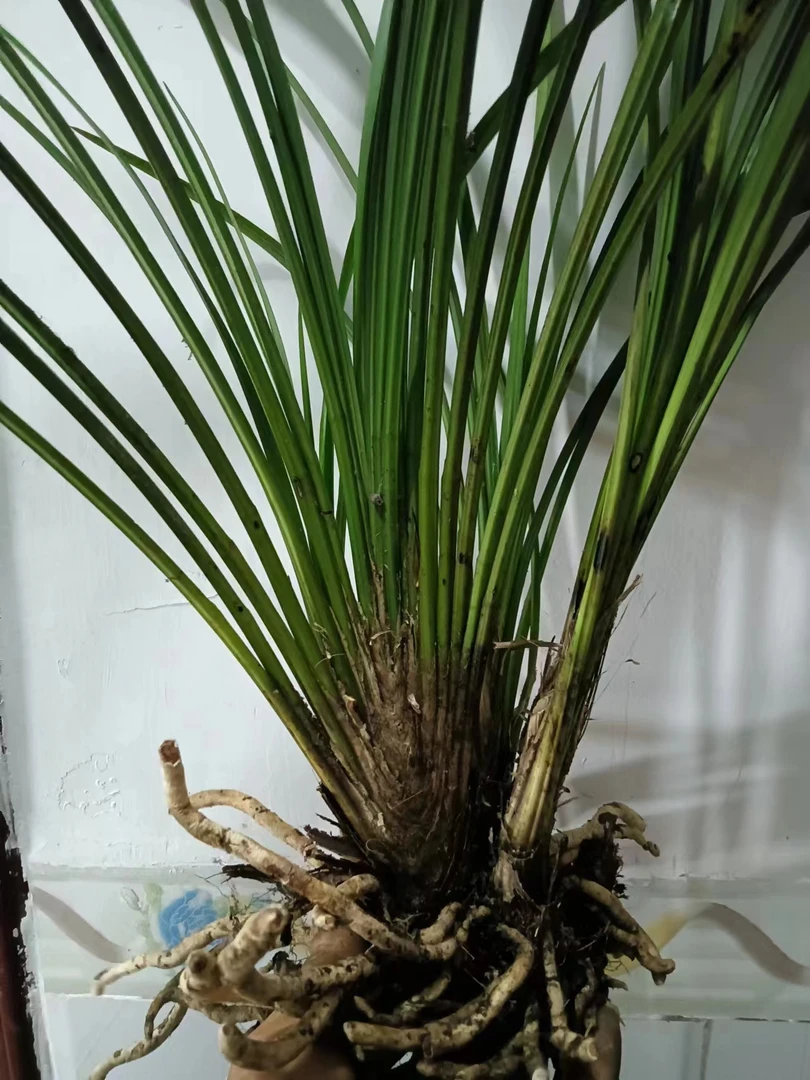 秋芝香香家园花卉