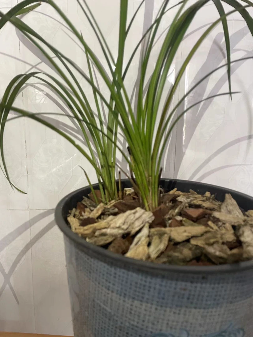 送春花卉盆景香满园