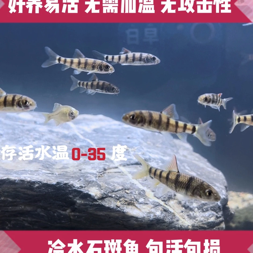 易活冷水溪流石斑鱼小型淡水观赏鱼好养中下层原生鱼活体