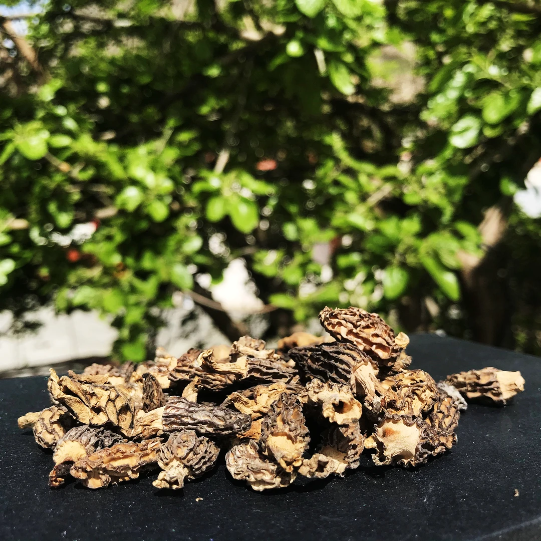 嘉绒阿斌小金县 高原羊肚菌晒干 香味浓郁  50g/100g/200g/500g