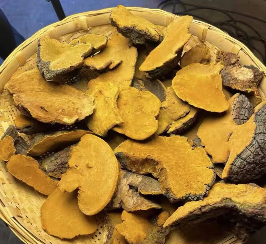 精选高山高海拔【桑黄】 跑山专属