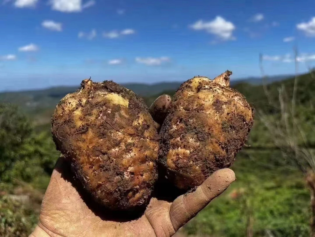 云南昭通小草坝新鲜正品仿野生三年种植现挖天麻煲汤养生营养价值