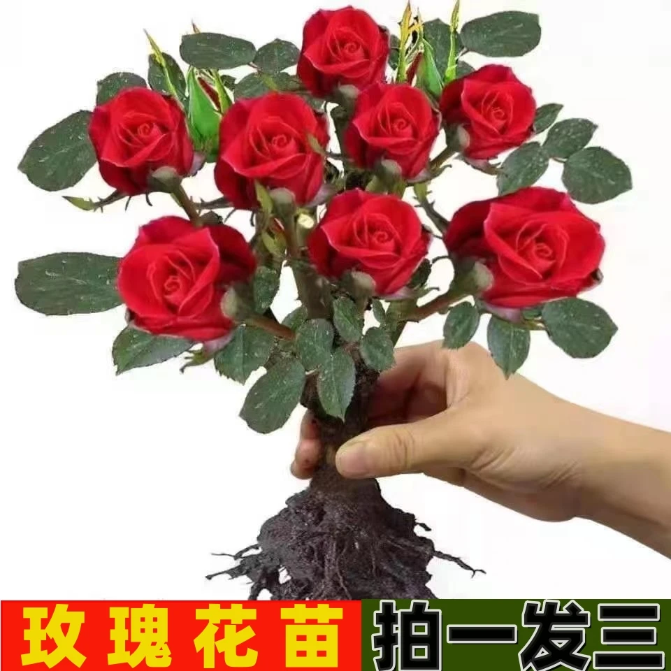 玫瑰花苗阳台盆栽大花浓香月季四季开花植物