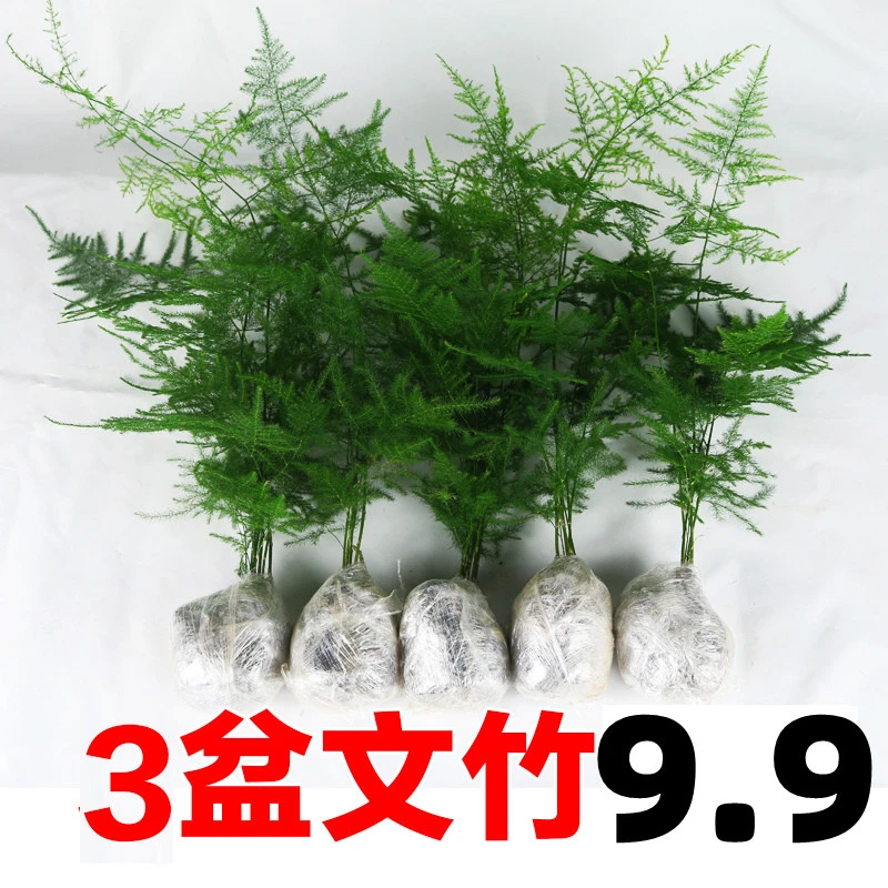 室内办公室适用四季常青水培文竹盆栽绿植花卉盆景