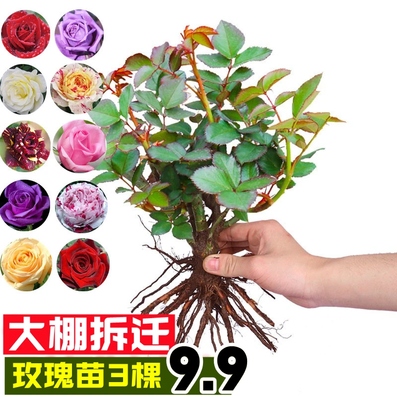 玫瑰花苗大花浓香月季盆栽四季开花