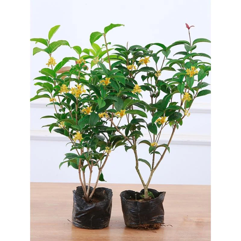 【拍一发二】四季桂花树苗盆栽地栽开花浓香型室内阳台庭院四季开花