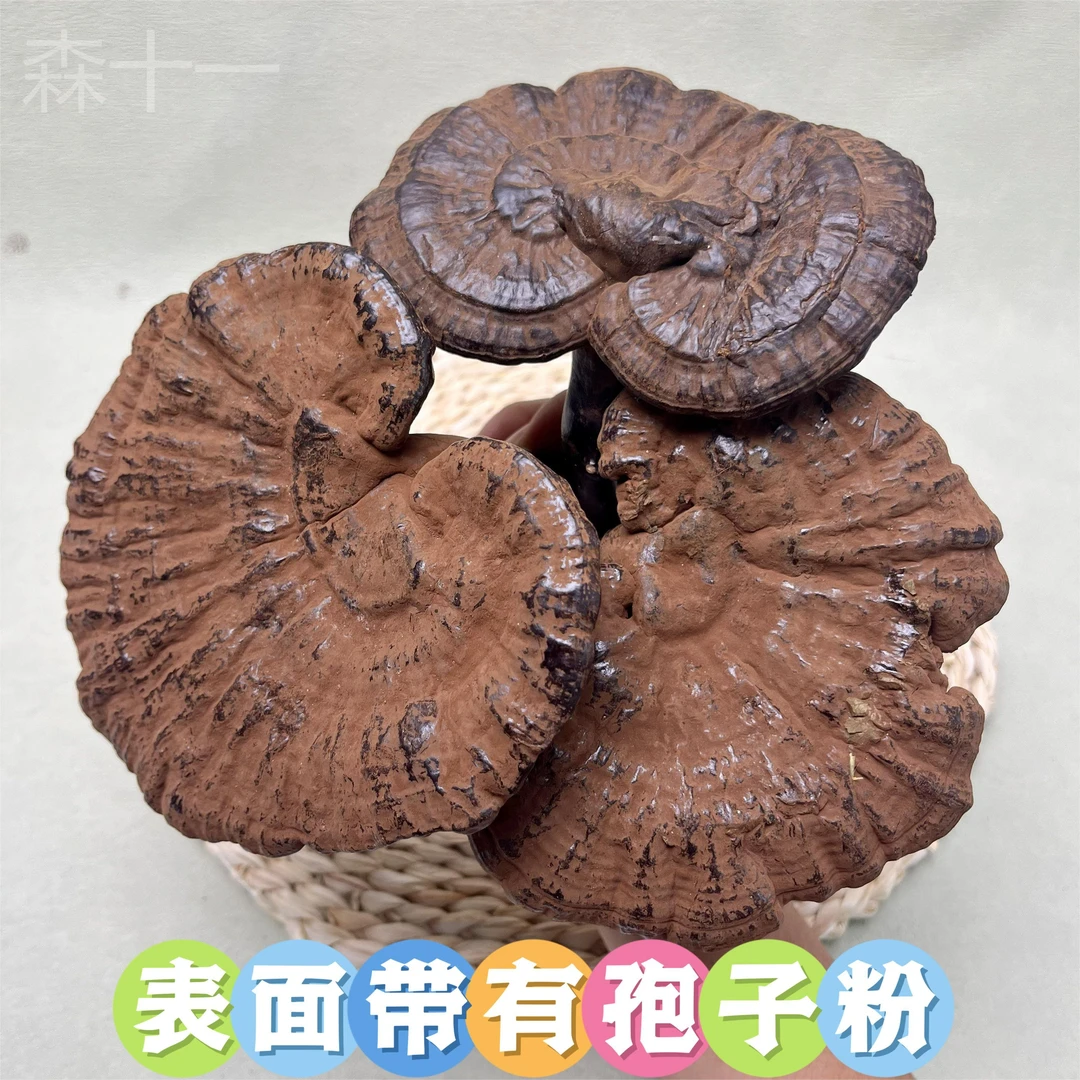 【灵芝】黑灵芝 带粉整朵菌味浓郁 可煲汤煲水