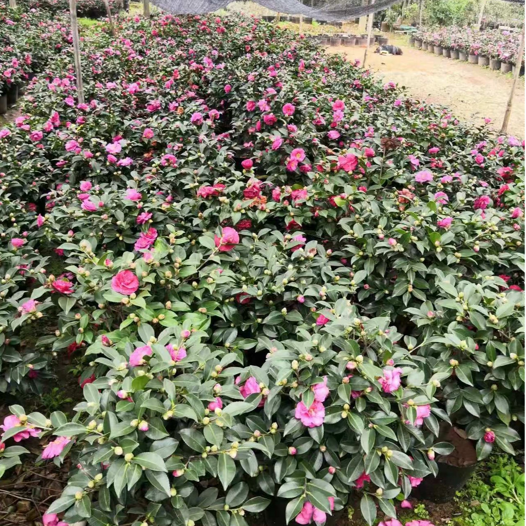 茶梅盆栽 原生桩 四季常青耐旱耐冬 带花苞好养