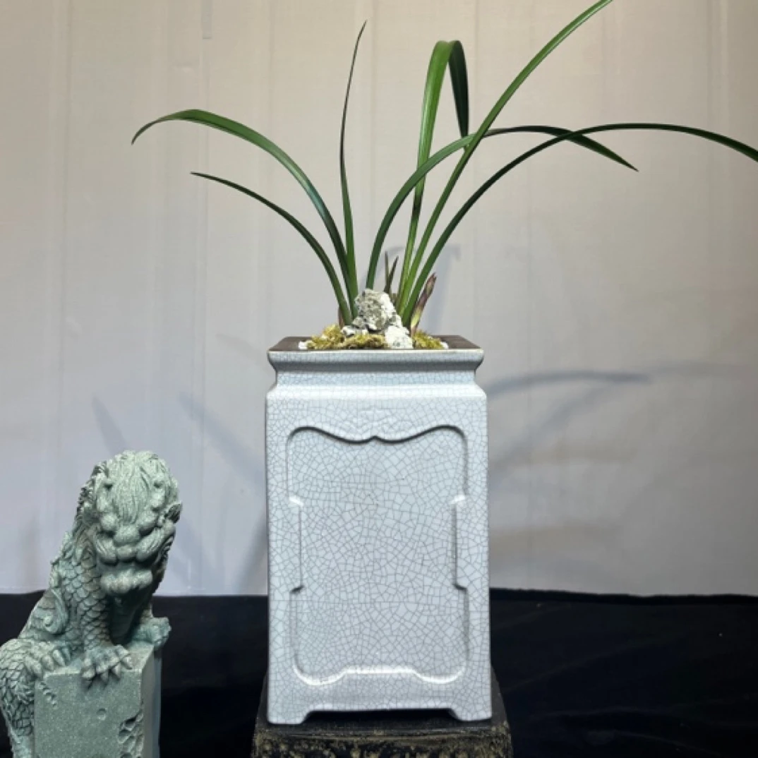 【精选富山齐碟】2苗3花苞办公室绿植盆景禅意空间古韵精品兰花