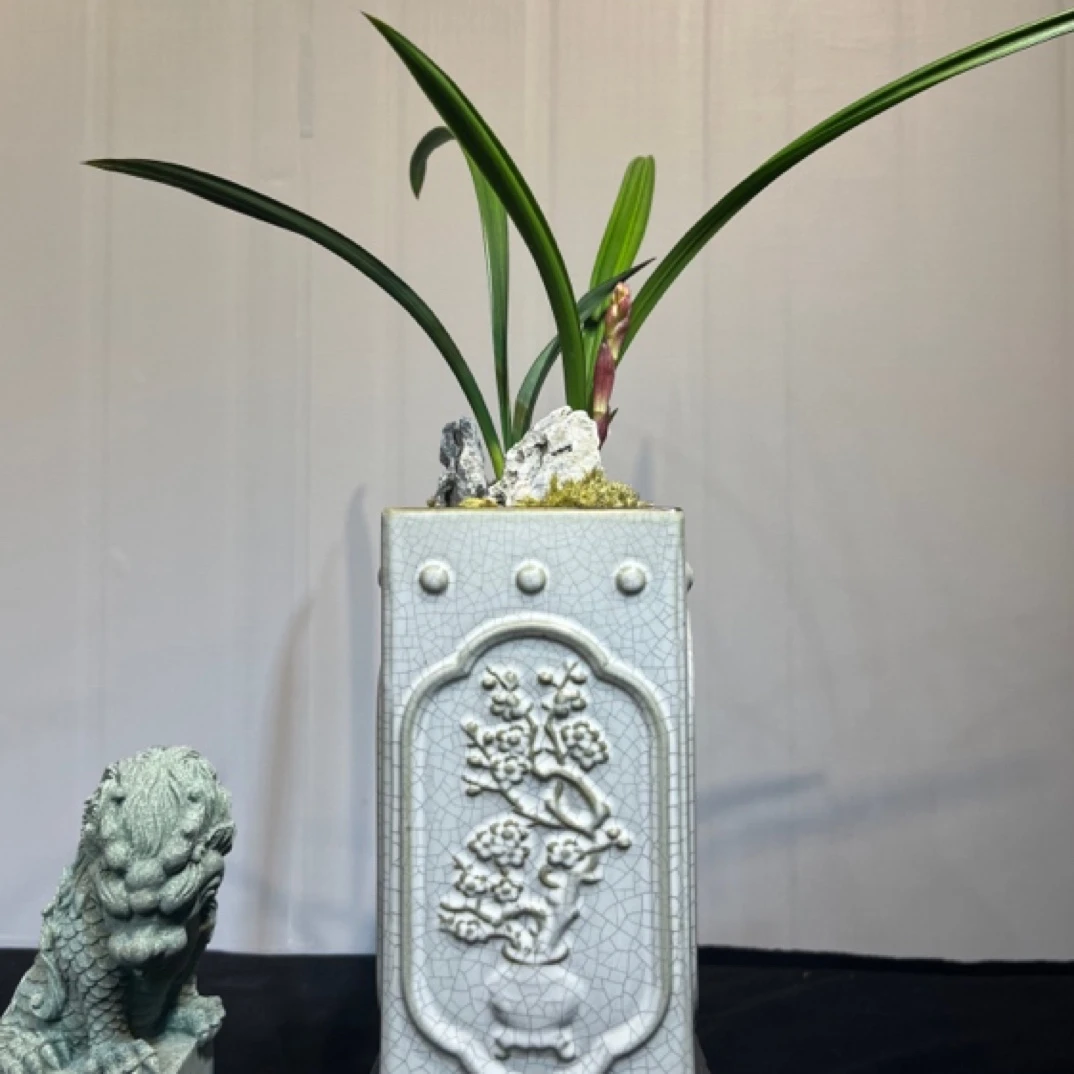 【建兰红水晶】3苗1花办公室绿植盆景禅意空间古韵精品兰花