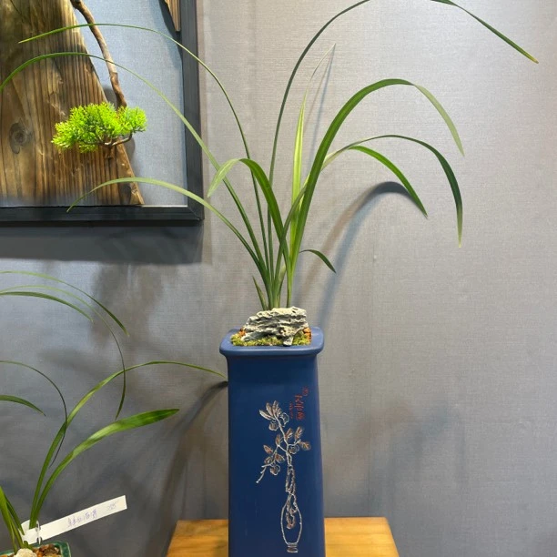 【一物一拍链接】国兰精品兰花盆栽 原盆种好顺丰发货夏季种植养护