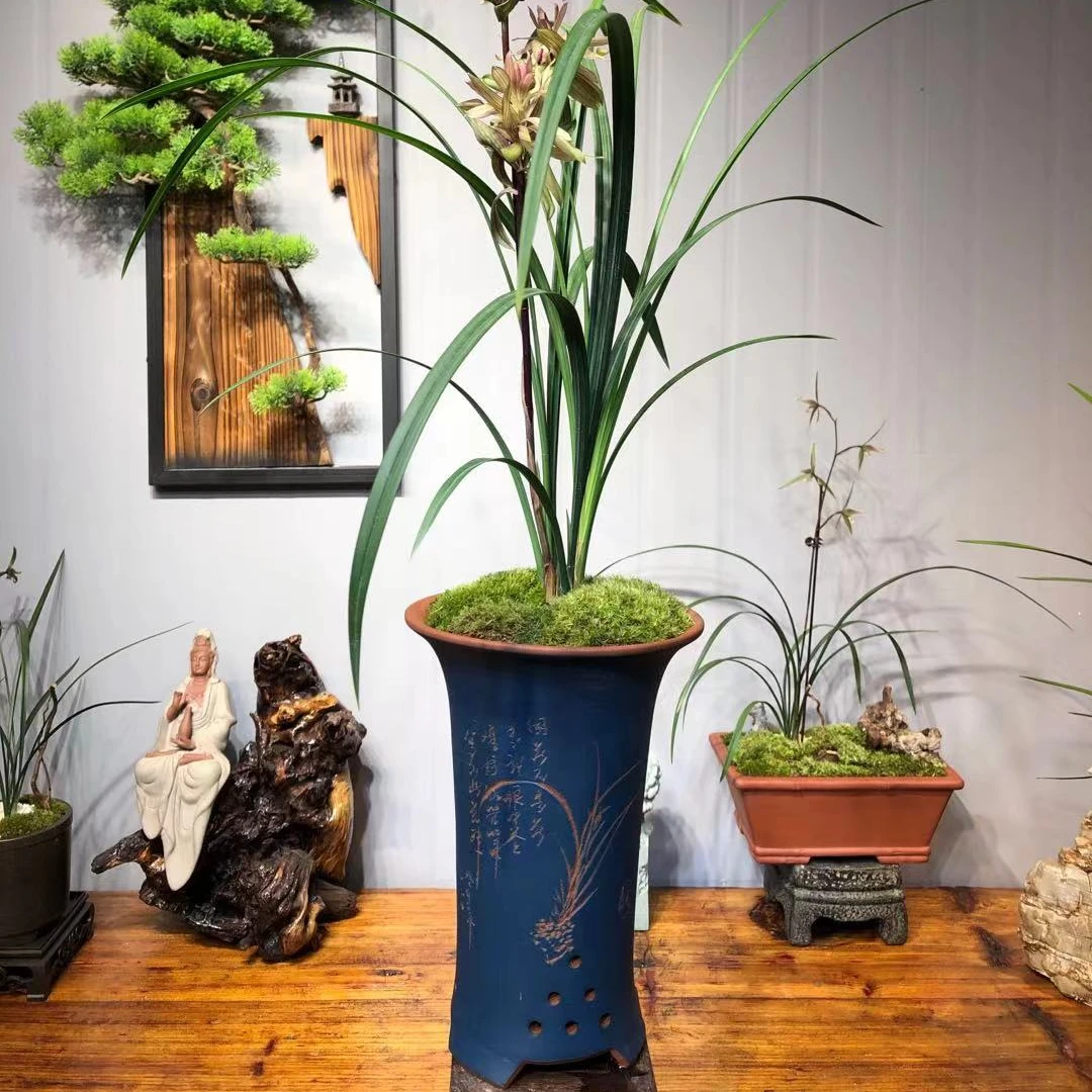 【精选春剑春暖花开】4苗1花办公室绿植盆景禅意空间古韵精品兰花