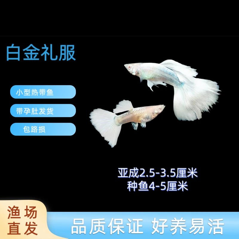 【精品孔雀鱼】白金礼服公母搭对发货（母鱼带孕肚）