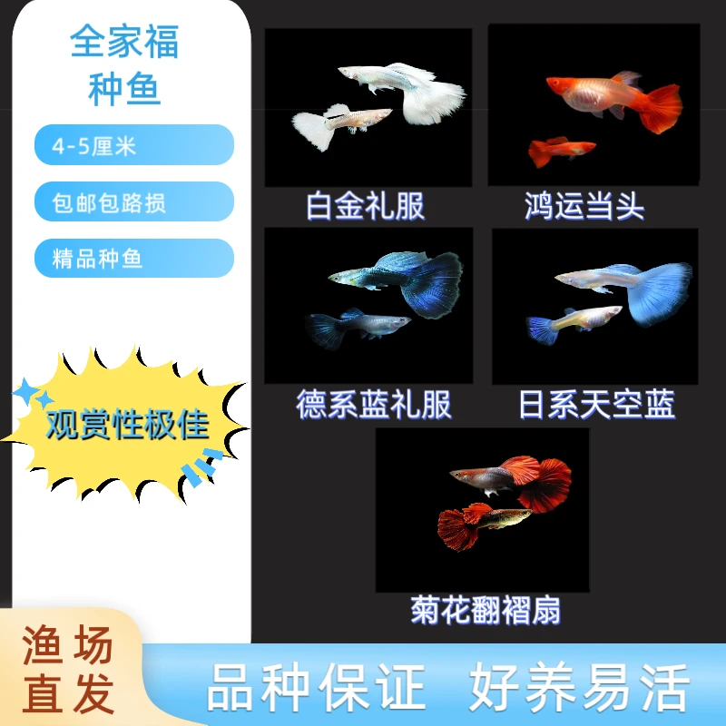 【精品孔雀鱼种鱼】五福临门五个品种大肚孕母公母搭对