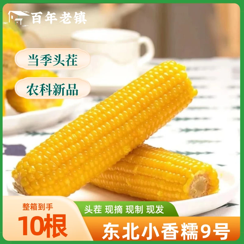 【百年老镇】东北头茬小香糯玉米真空包装软糯香甜拉丝新鲜玉米10根