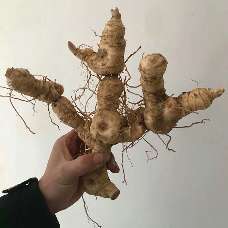 野生鸡头黄精，（新鲜果)，仙人余粮，鸡头怀黄精，炖汤炖肉